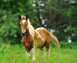 Young Horse Image