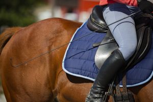 Horseclass Image
