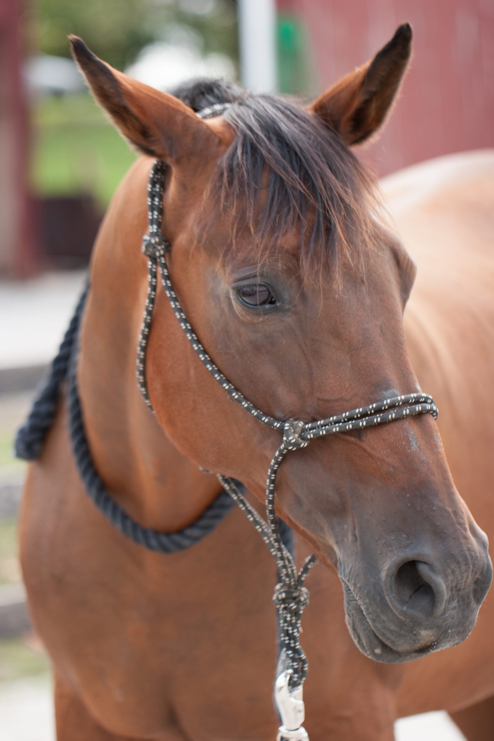 Callie King Horse Image