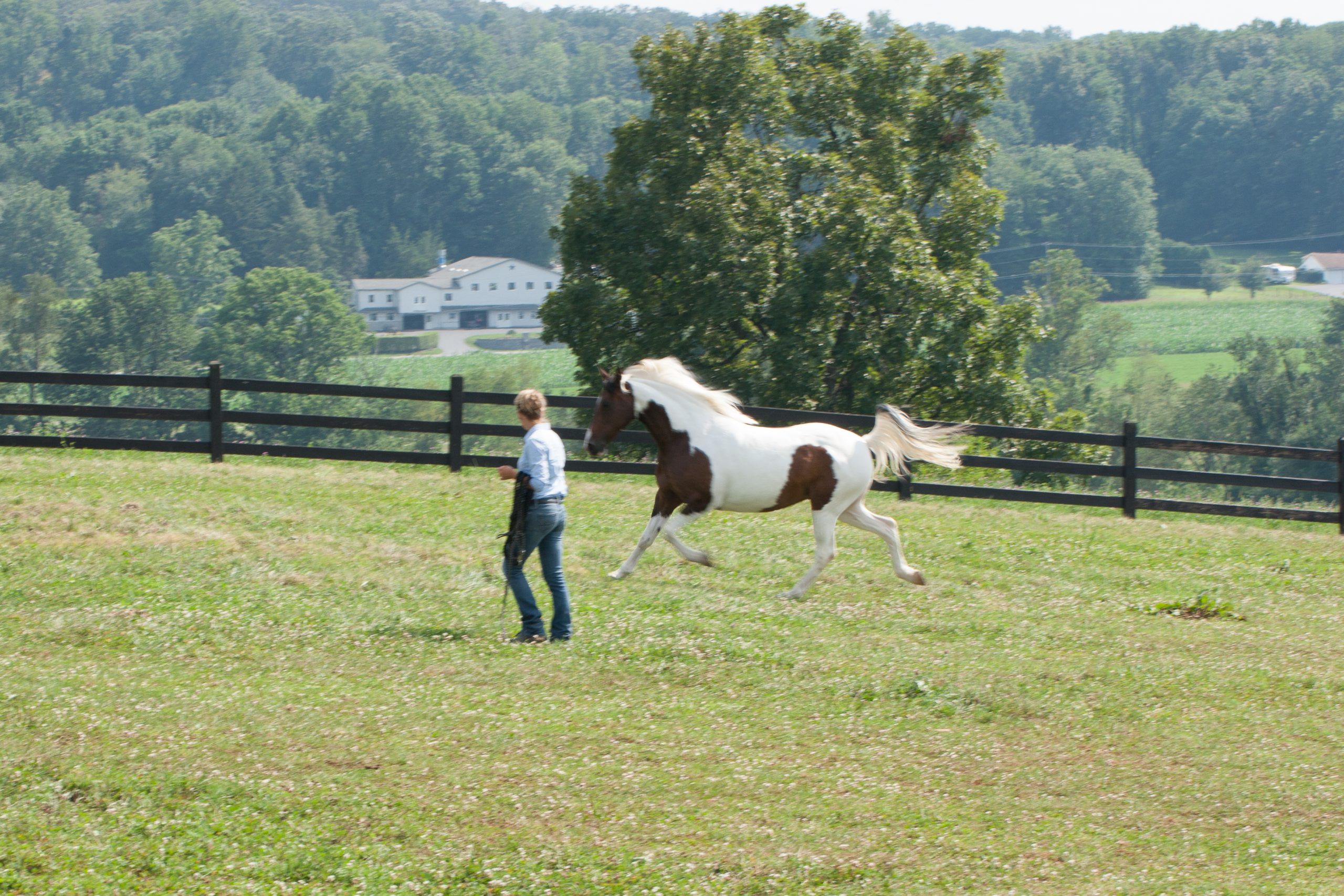 Methods of Desensitization in Horse Training