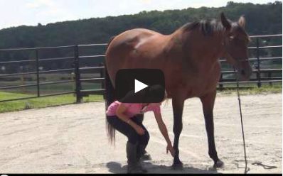 How Equine Conformation Affects Performance and Soundness