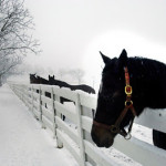 Horse Farm Winter Image