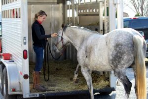 Horse Class Image