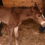 Baby Horse Image