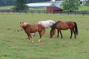 Horse Class Horse Image