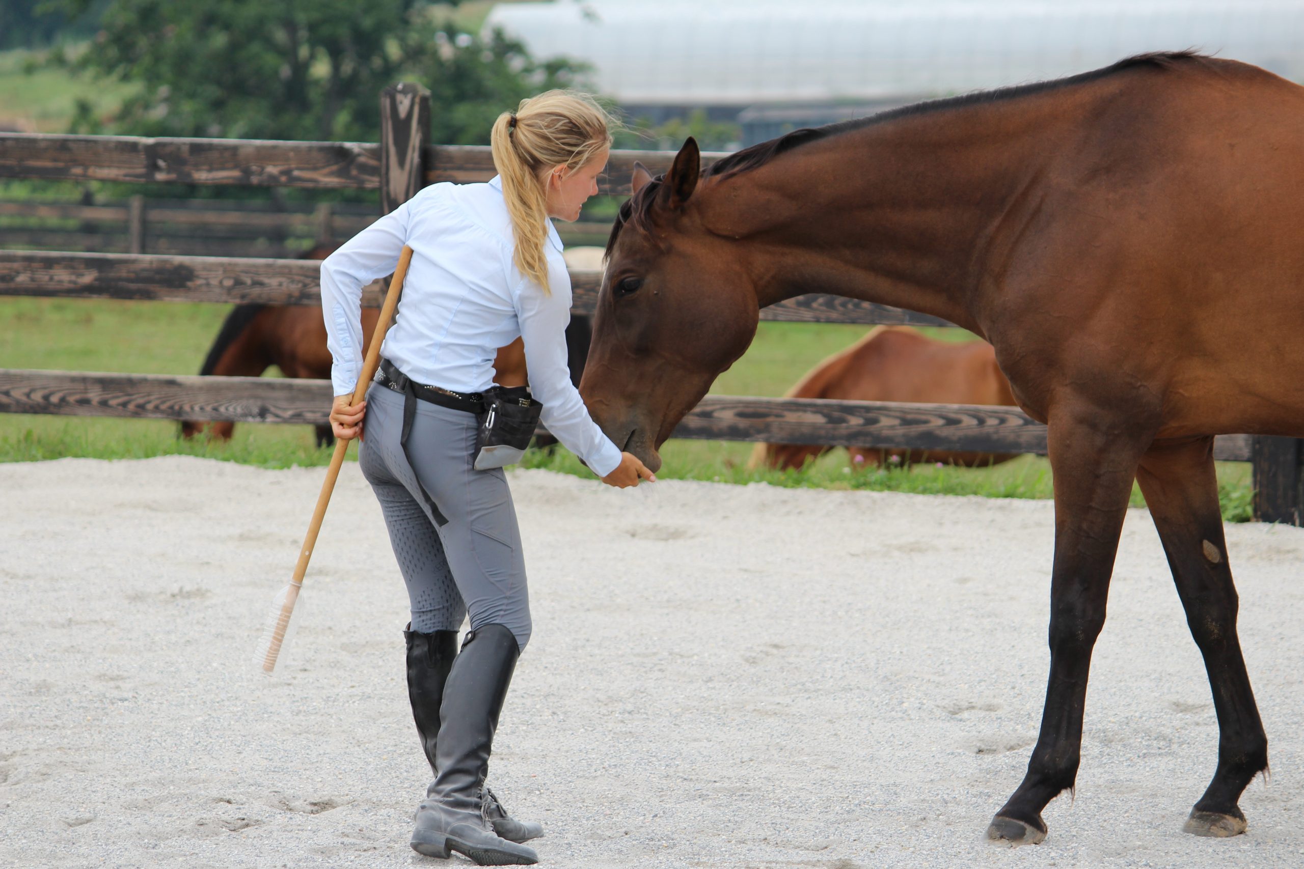 Horse Class Image