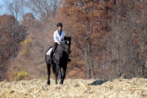 Horse Class Image