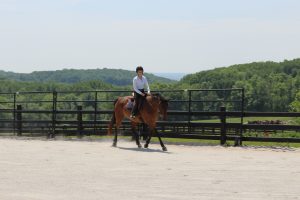 Horse Class Horse Image