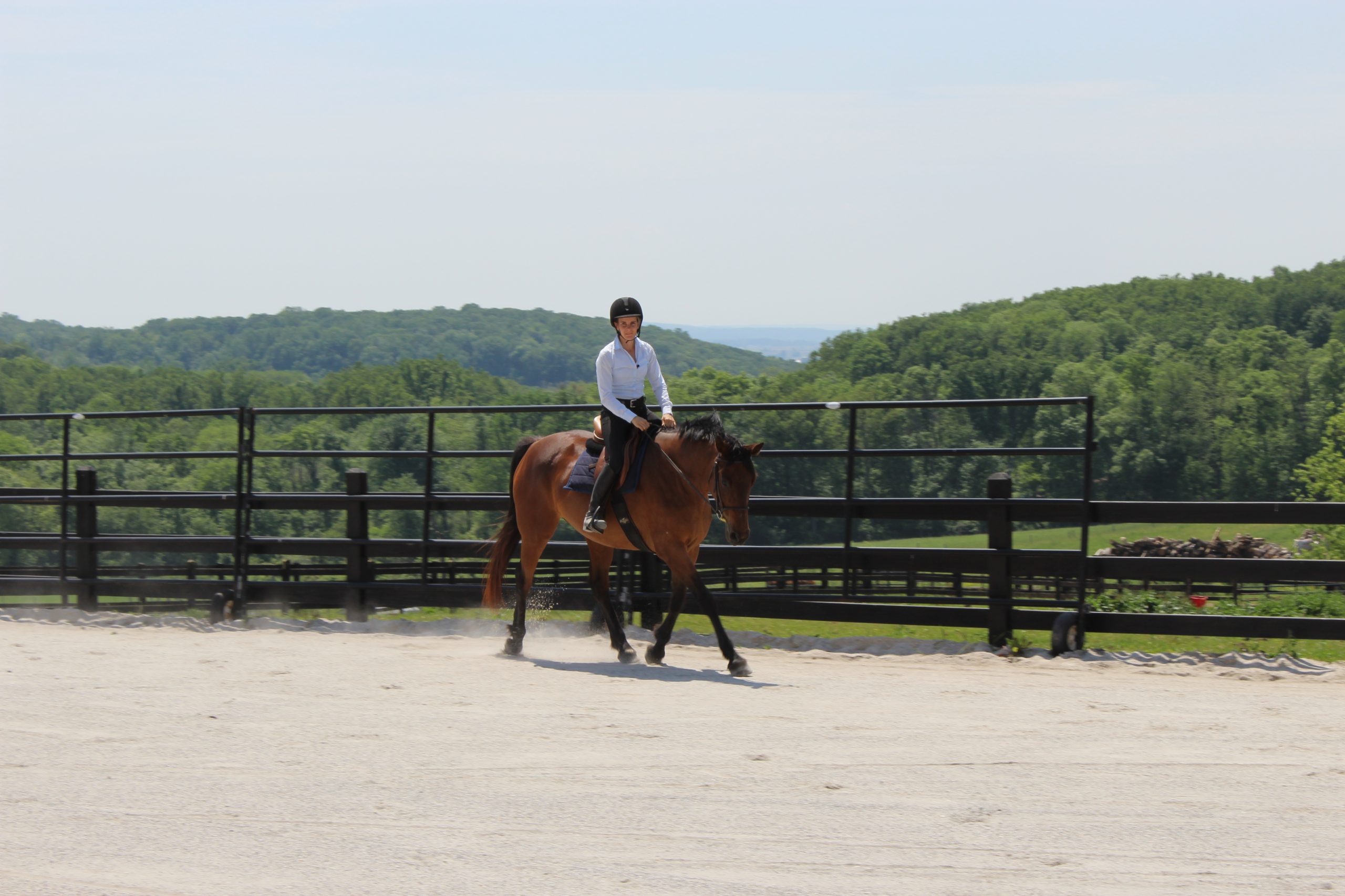 Horse Class Horse Image