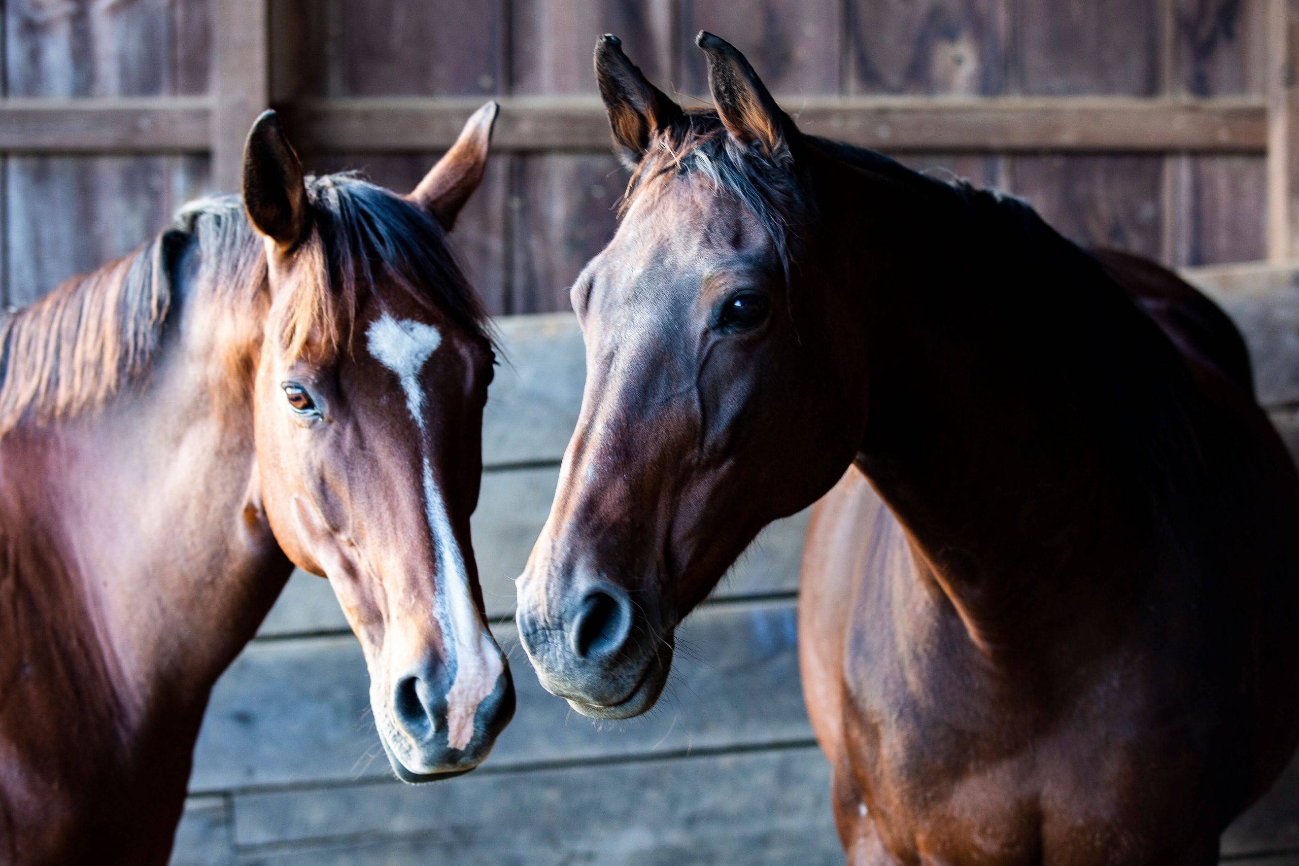 What Keeps You Safe Around Horses