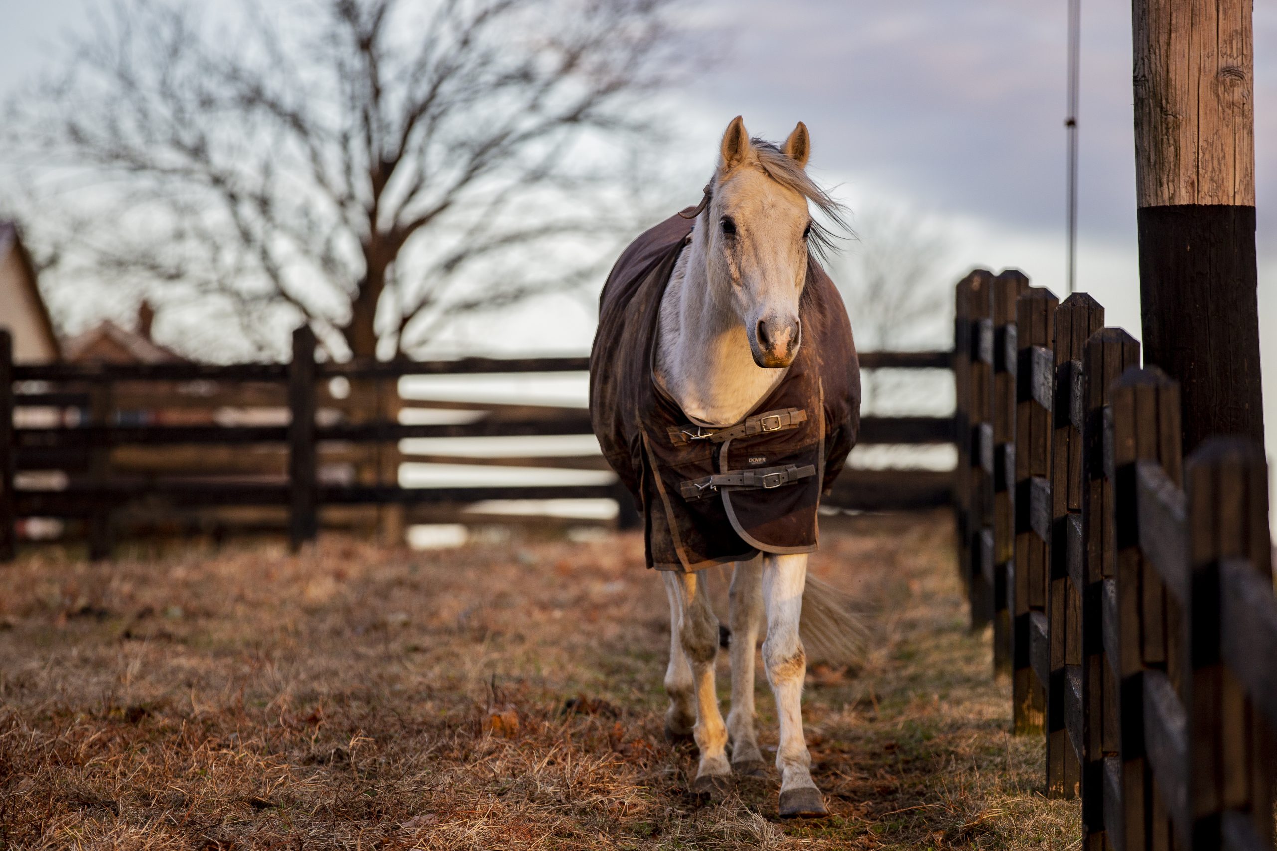 When to Blanket Your Horse