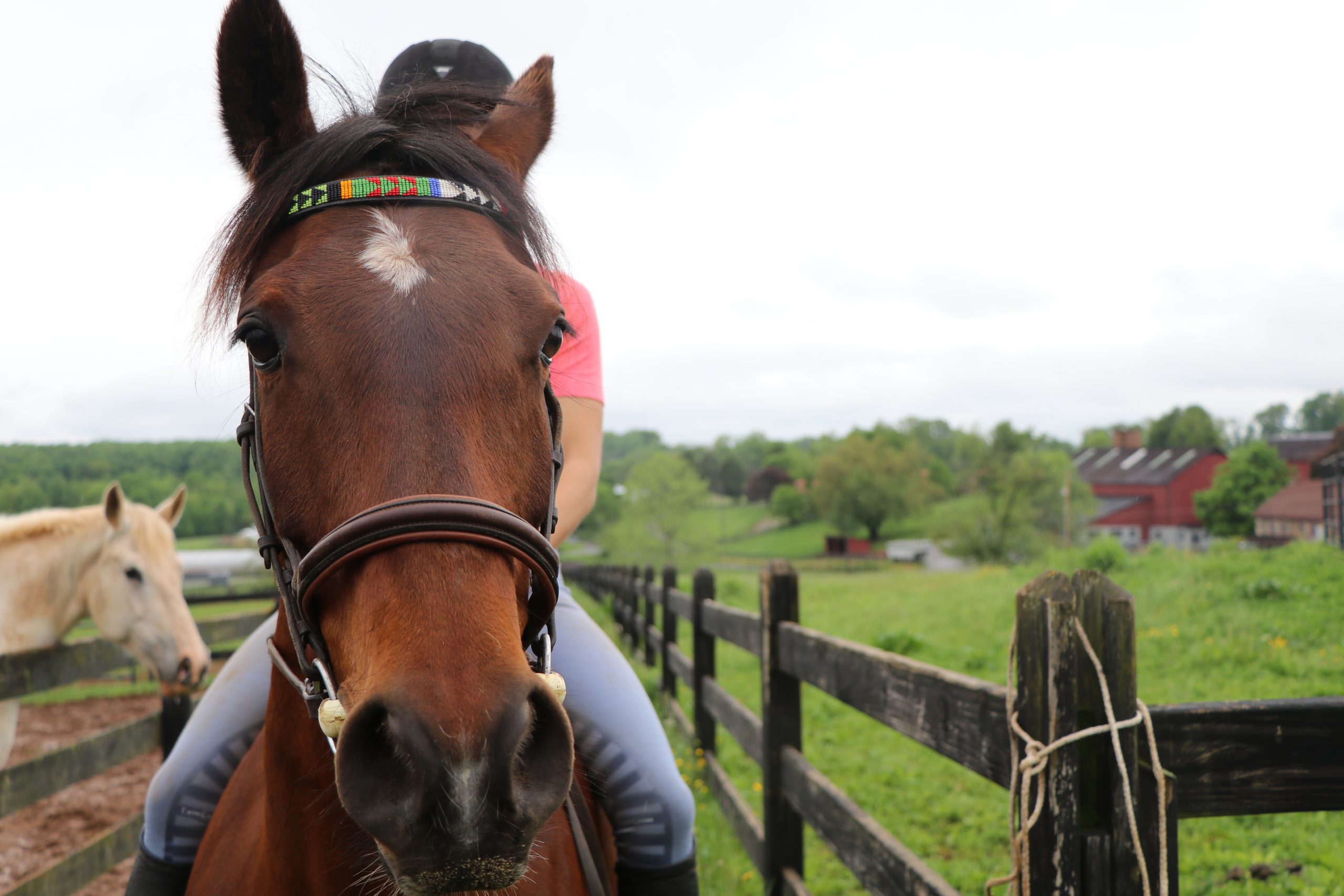 Horse Class Horse Image