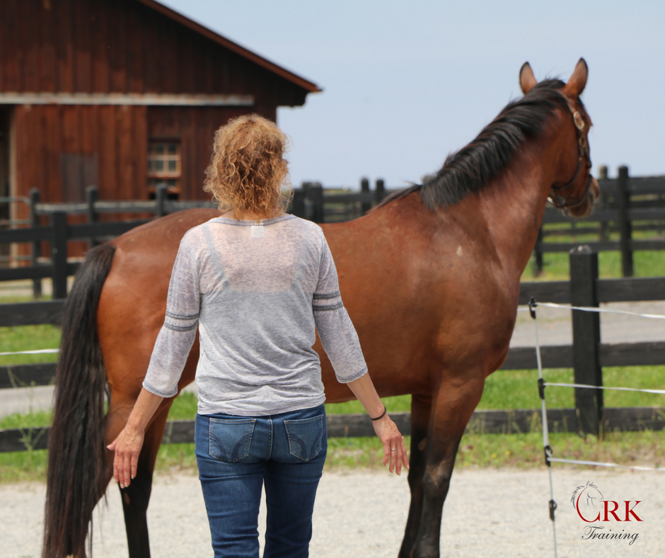 What Causes Anxiety in Horses?