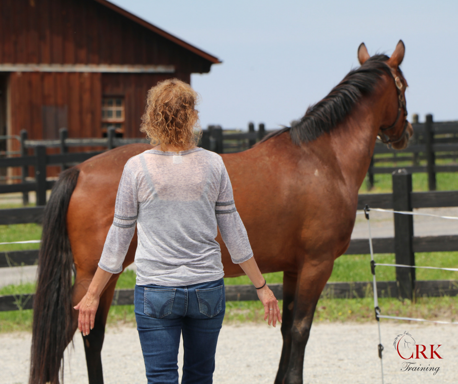 Horse Class Horse Image