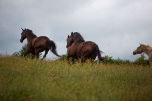 Spooky Horses Image