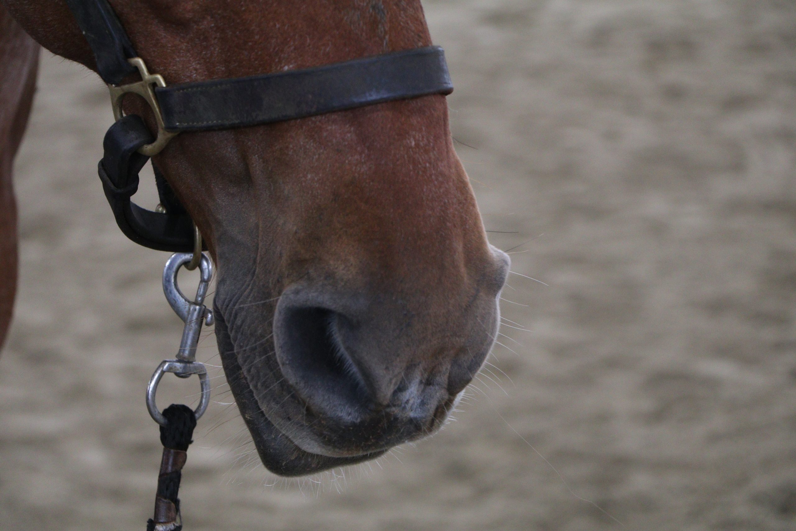 Horse Class Horse Image