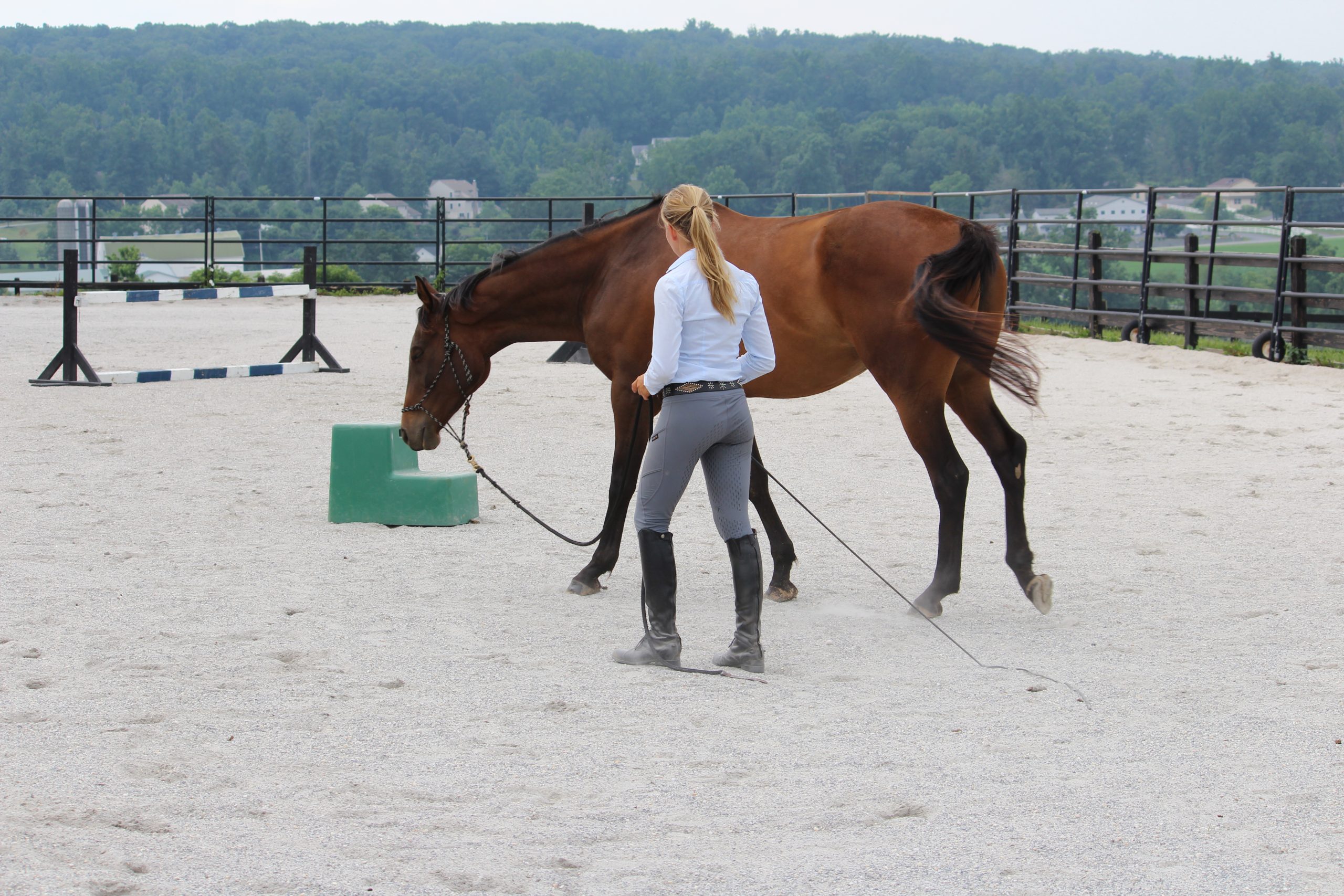 Horse Class Horse Riding Image