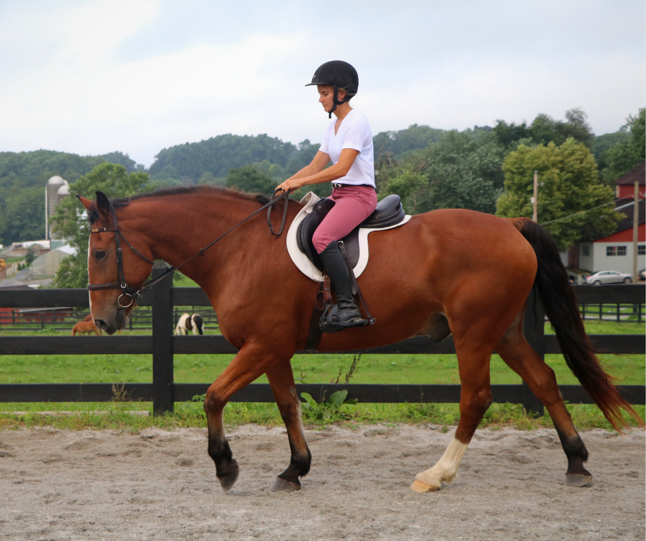 Horse Class Horse Riding Image