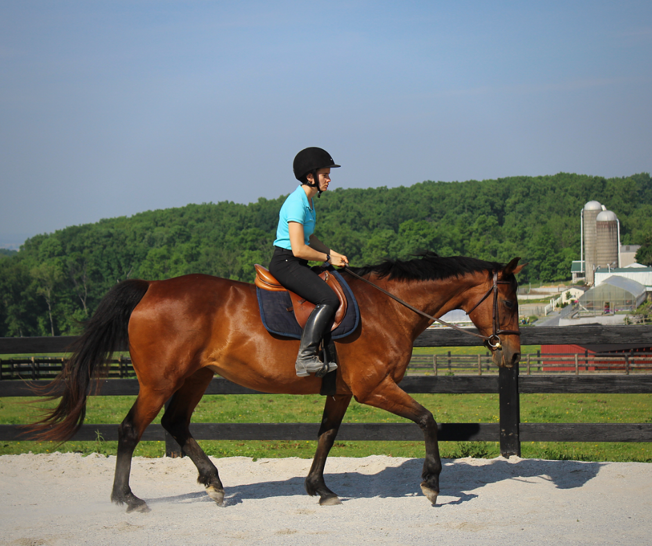 Horse Class Horse Riding Image