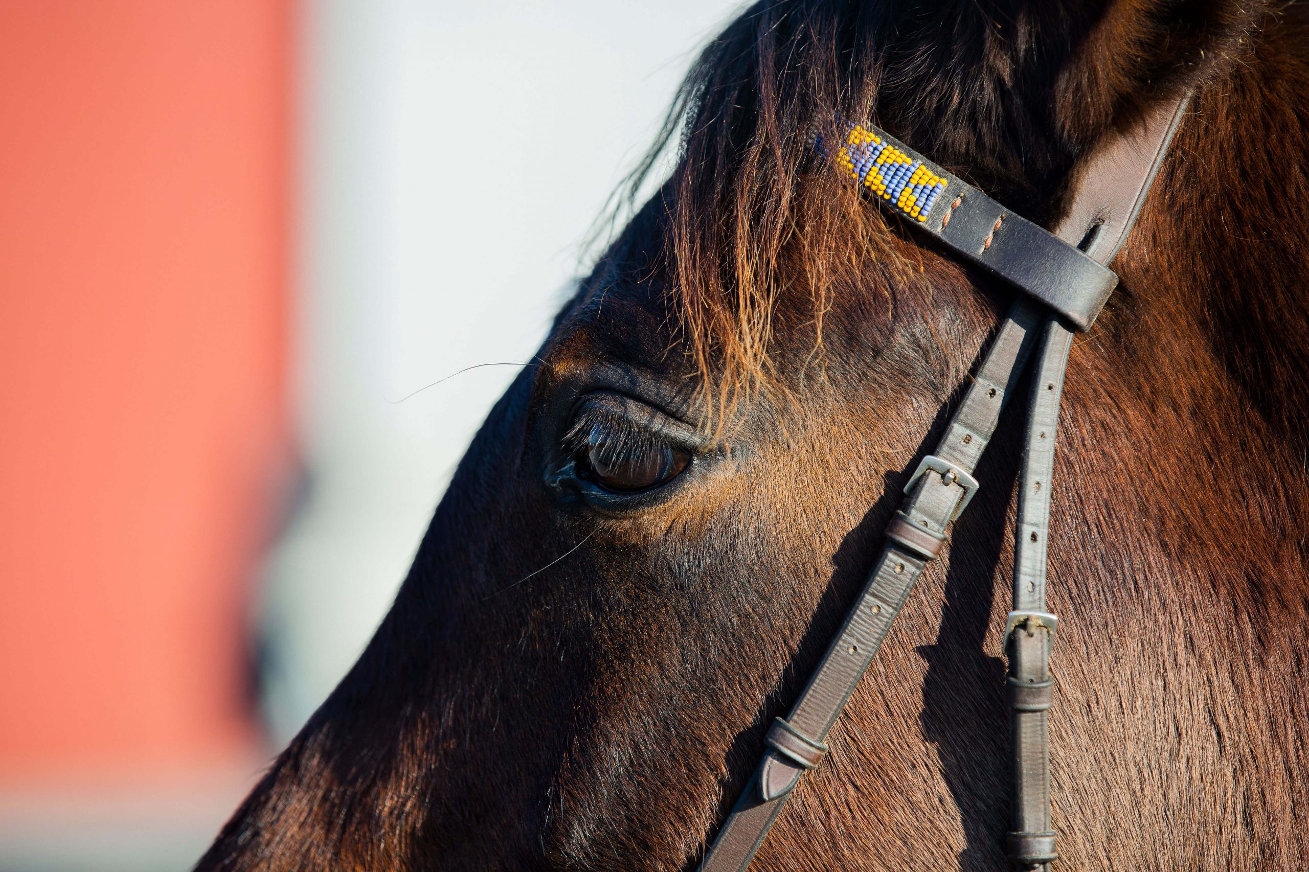 21 Marvelous Long-Haired Horses (With Feathered Legs)