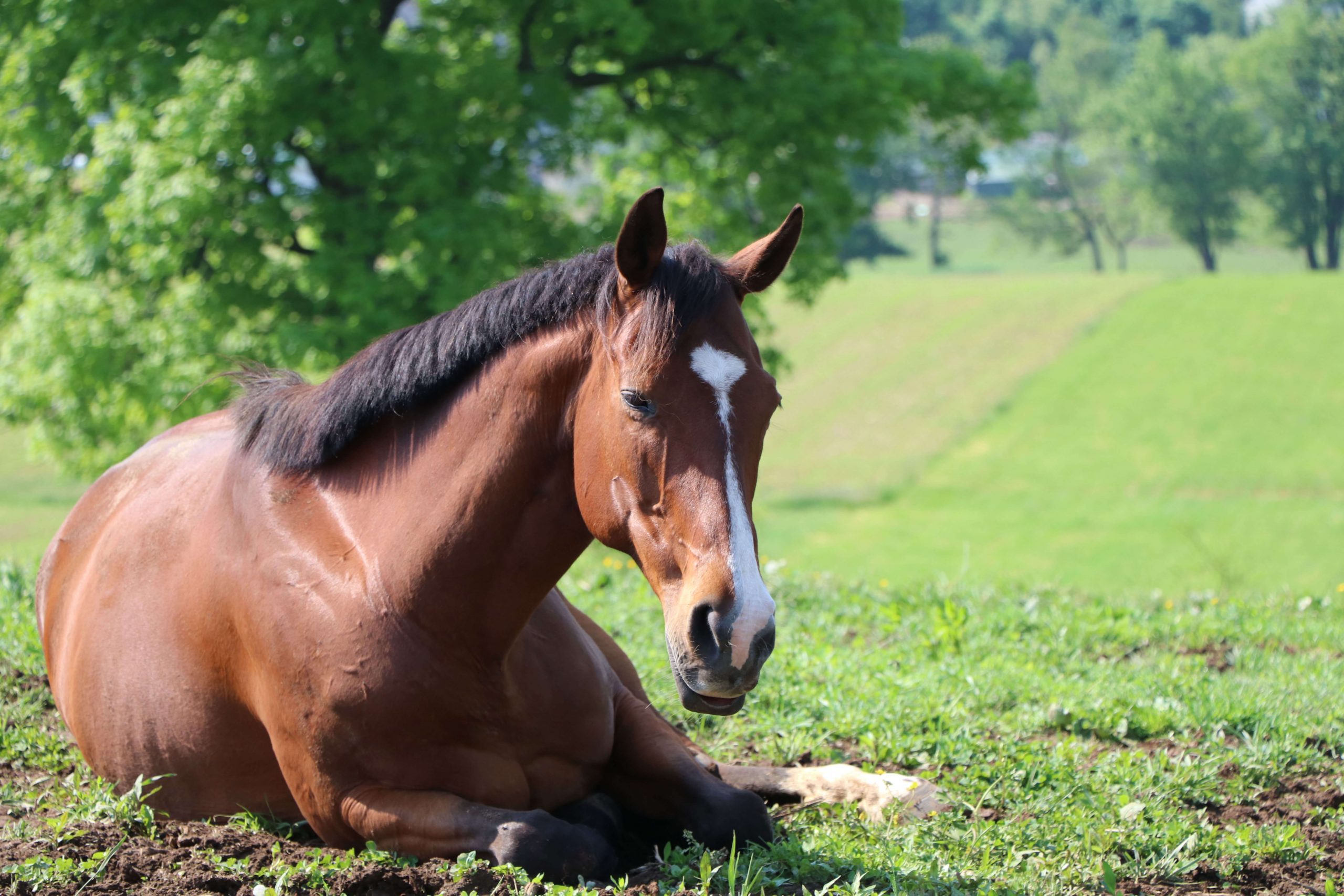 Why Do Horses Roll?