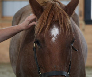 Horse Class Horse Image