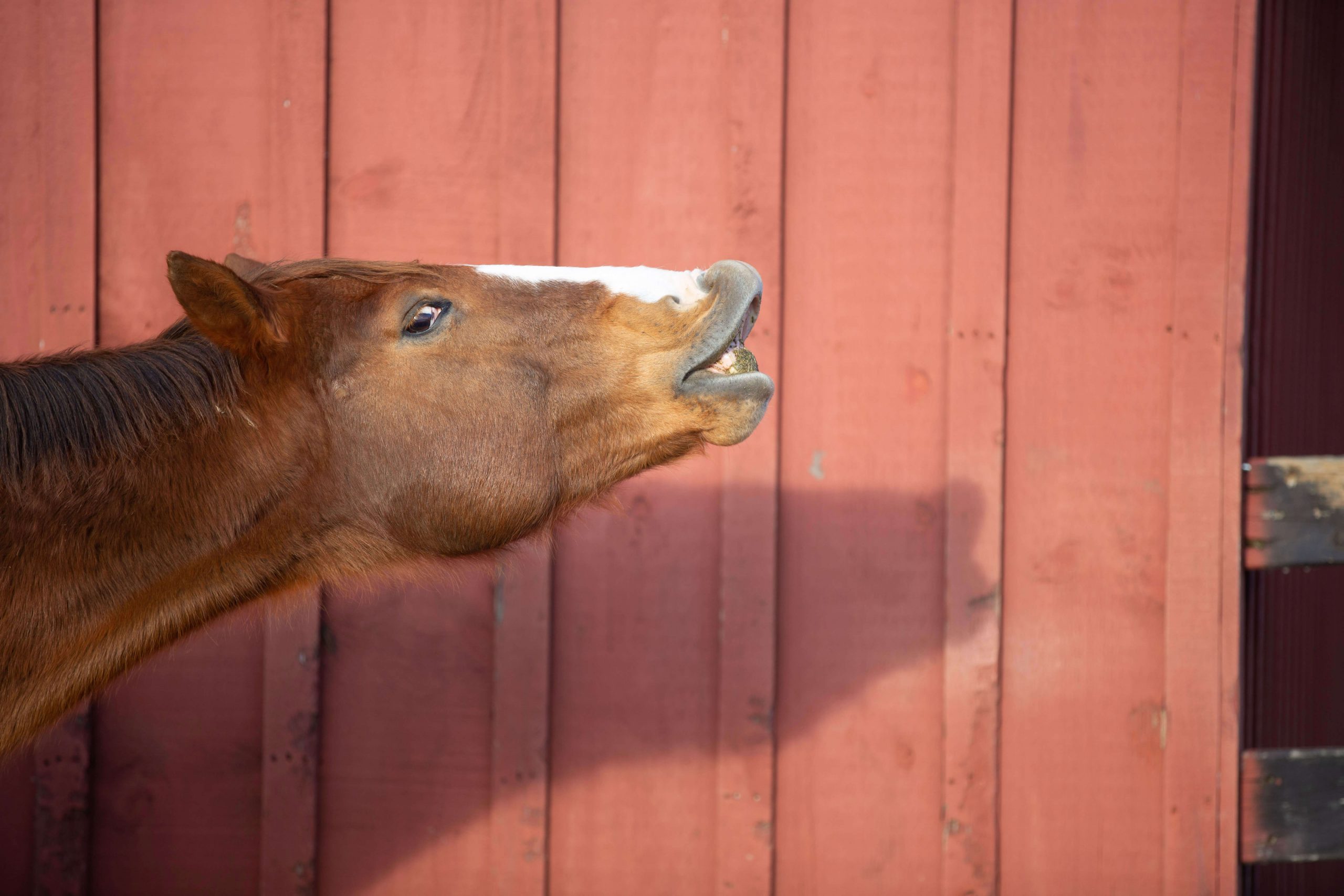 Horse People Have Strong Opinions – why we all want to be right