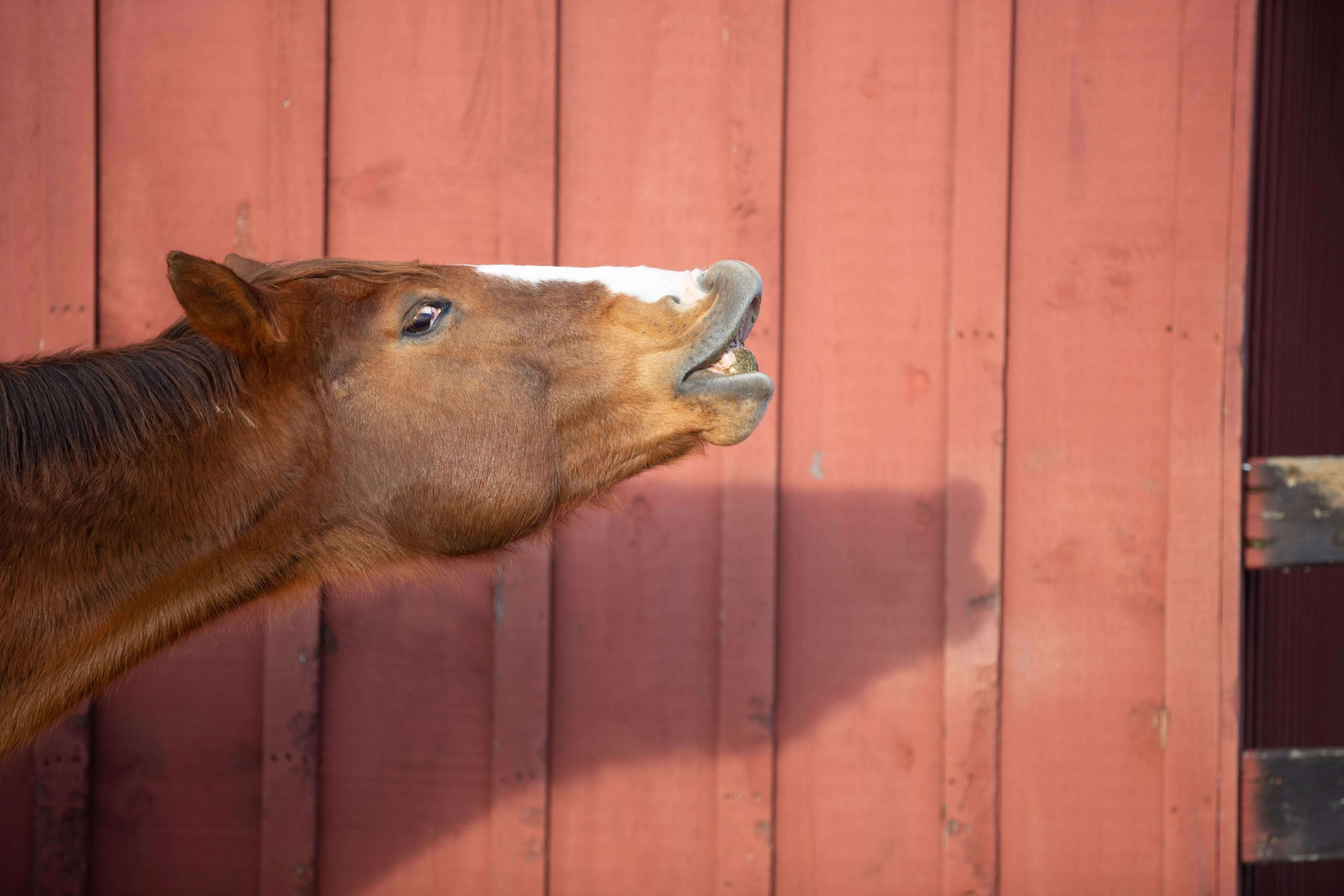 Horse People Image