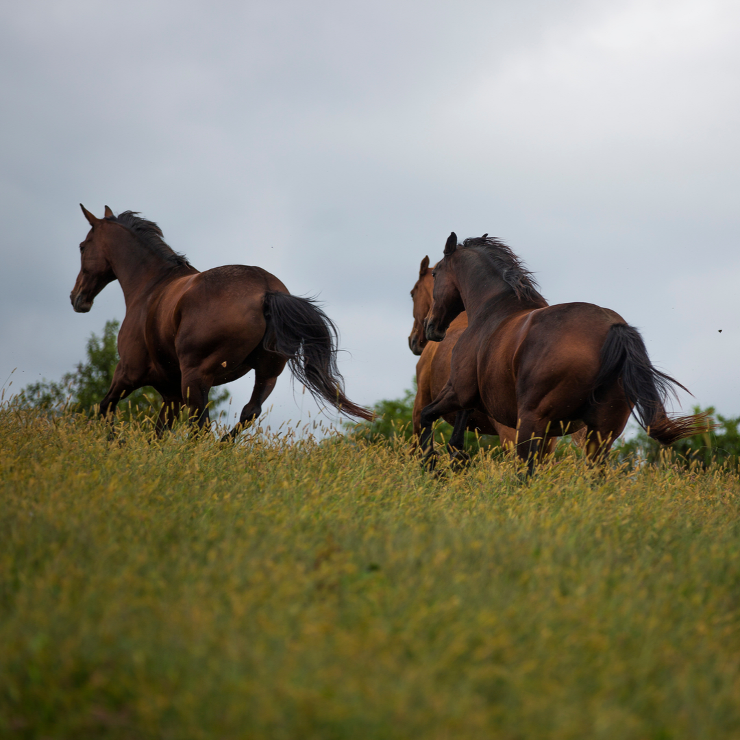 Horse Class Horse Image