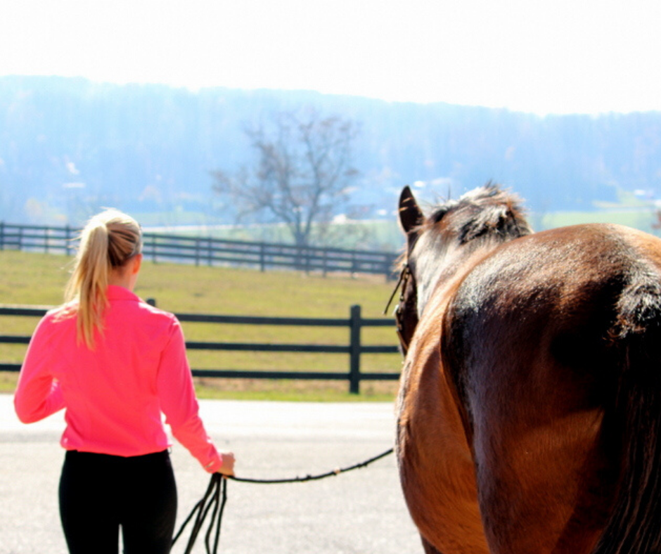 Horse Class Horse Riding Image