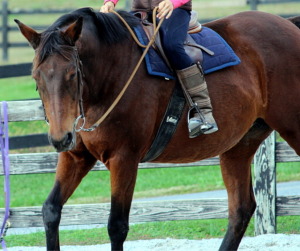 Horse Class Horse Riding Image