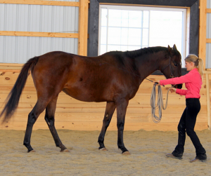 Horse Class Horse Riding Image