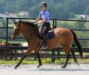 Horse Class Horse Riding Image