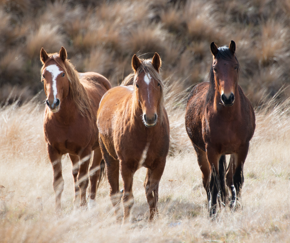 Horse Class Horse Riding Image