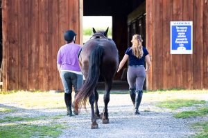 Style Your Horse For Fall- Equine Style Guide 2018– Andrea Equine