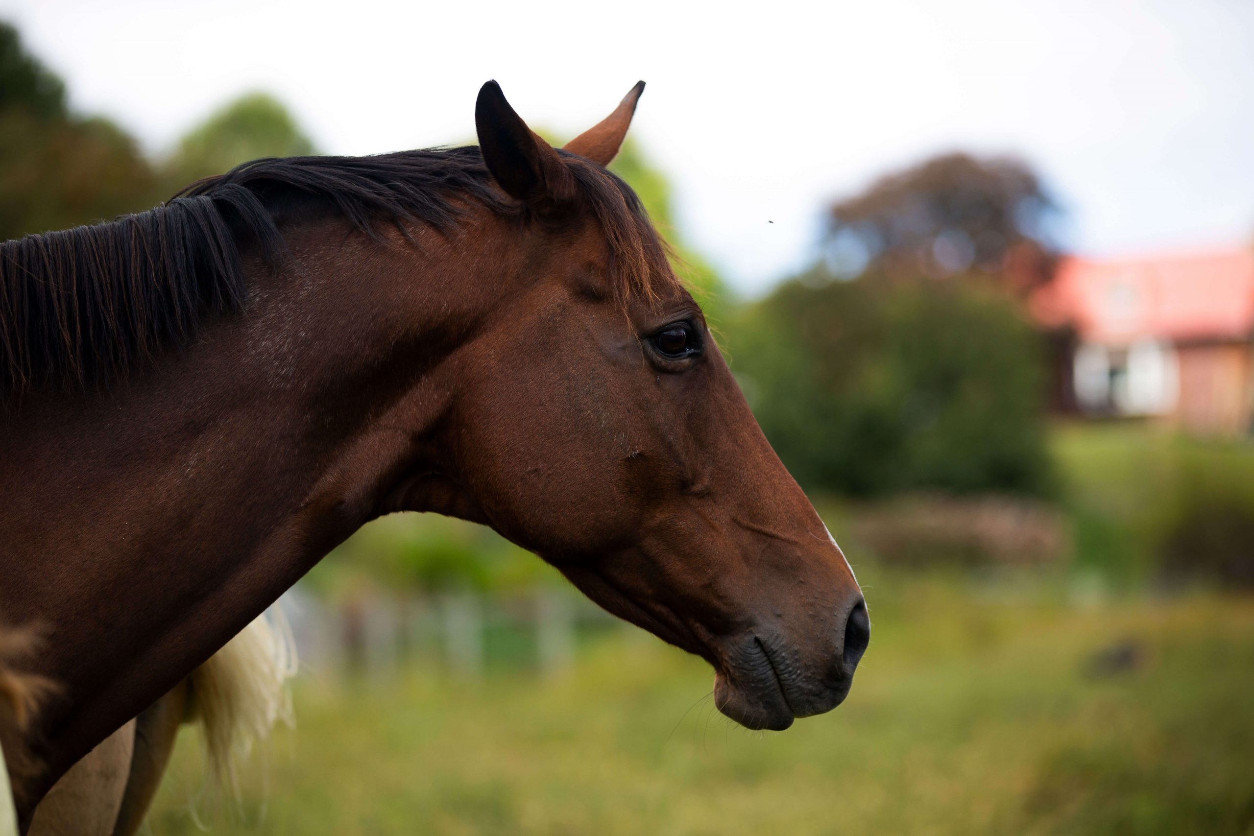 Why Smart Horses Get a Bad Rap