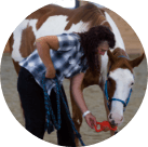 Horse Class Image