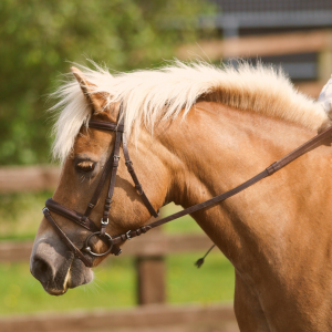 Horse Class Horse Riding Image