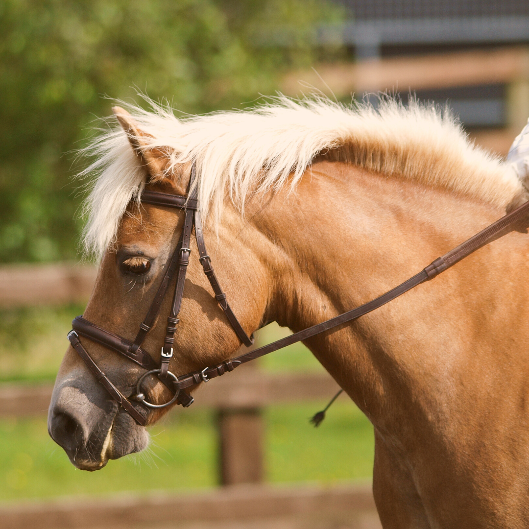 Draw Reins, Side Reins, Martingales, Bits… Is Extra “Equipment” Helpful?