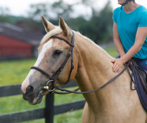 Horse Class Horse Riding Image