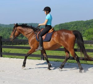 Horse Class Horse Riding Image