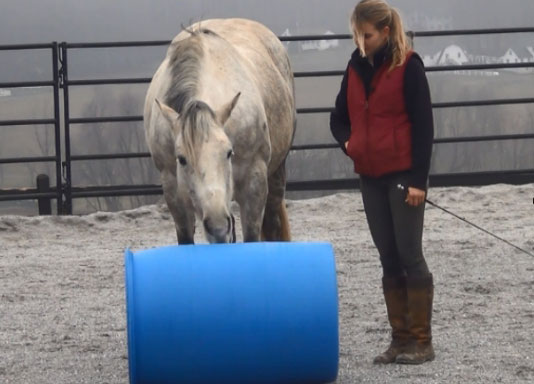 Horseclass Image