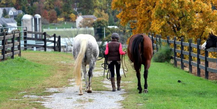 Horse Class Horse Riding Image