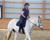Horse Class Image