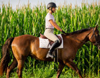 Horseclass Image