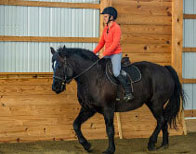 Horseclass Image