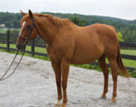 Horseclass Image