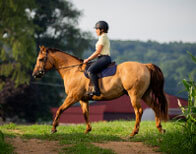 Horseclass Image