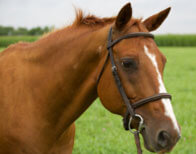 Horseclass Image
