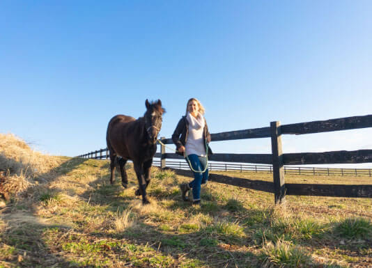 Horse Class Image